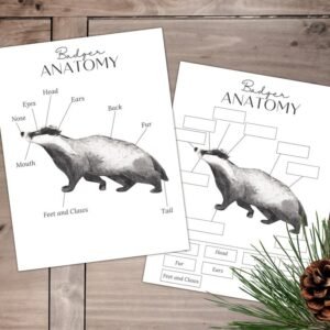BADGER Anatomy,  Poster and Labeling Activity, Homeschool, Instant DOWNLOAD