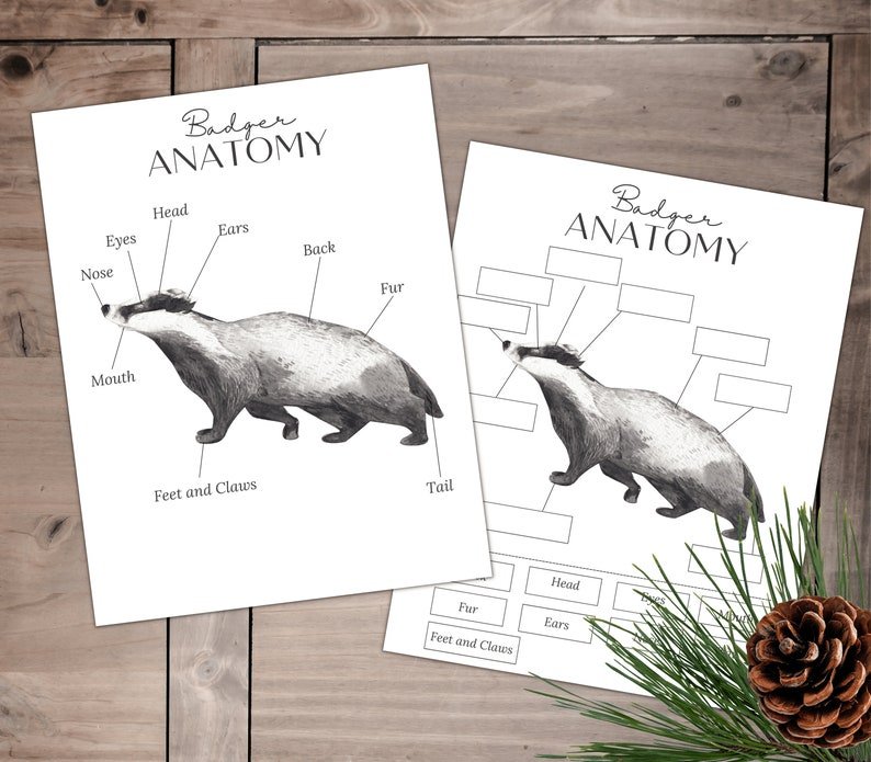 BADGER Anatomy, Poster and Labeling Activity, Homeschool, Instant DOWNLOAD