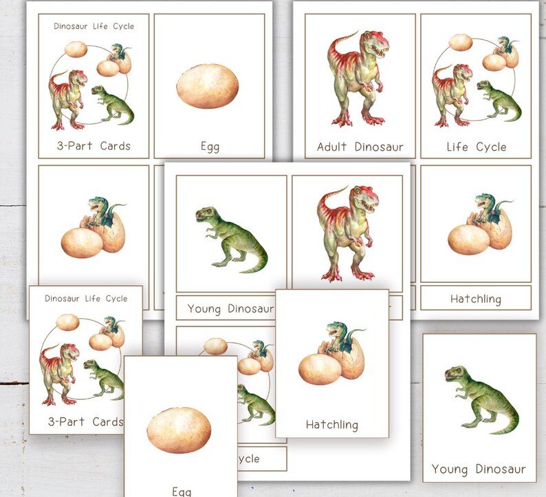 DINOSAUR Life Cycle, Nature Study, Homeschool Printable, Instant Download - Image 5
