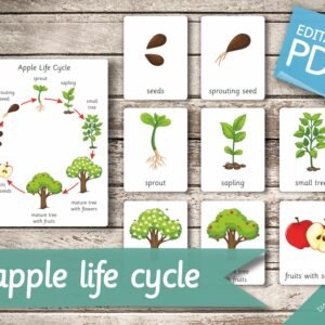 APPLE LIFE CYCLE • 10 Montessori Cards • Large size A1 Flash Cards Nomenclature FlashCards Editable Pdf Printable Cards preschool