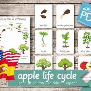 APPLE LIFE CYCLE Spanish Edition • 10 Spanish and 10 English Editable Montessori Cards • Large size A1 Flash Card Nomenclature Pdf preschool