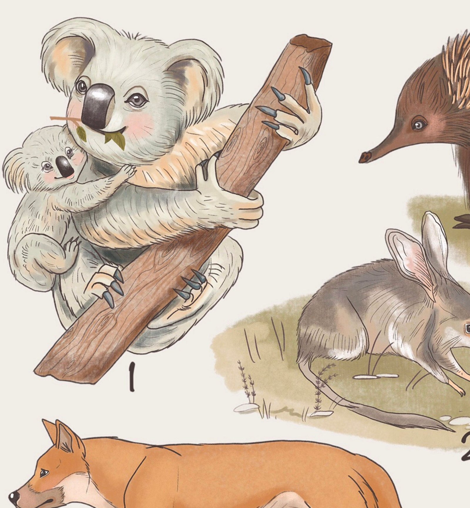 Australian Animals Educational Posters, Printable Montessori Materials, Preschool Homeschool Classroom Prints - Image 5