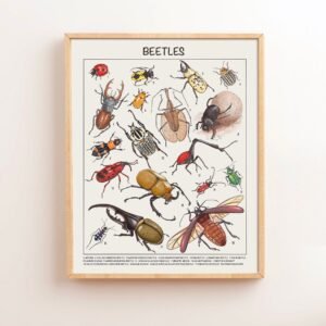 Beetle Educational Posters Homeschool Downloadable Prints Preschool Montessori Classroom Posters Printable Classroom Decor Toddler Wall Art