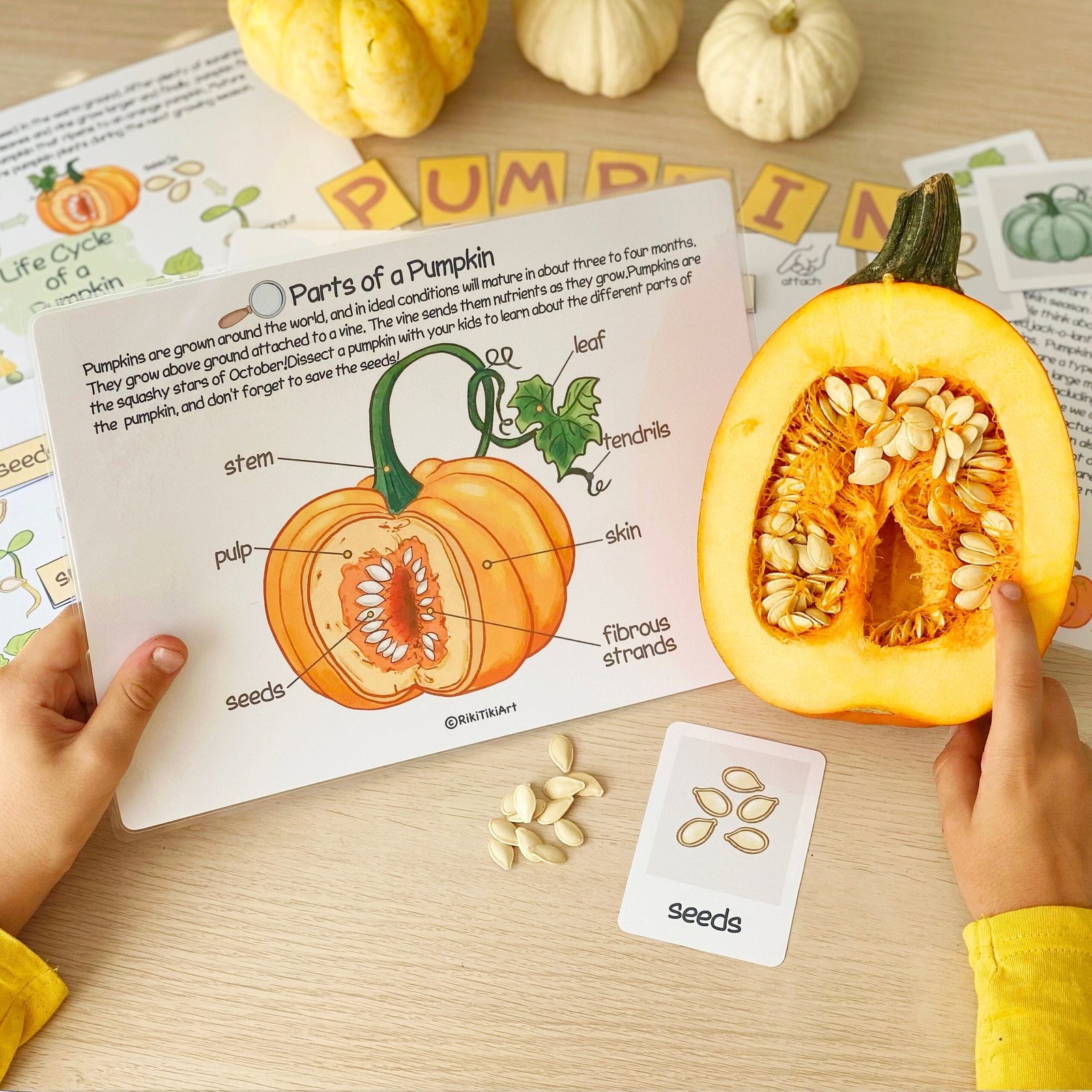 Pumpkin Unit Study Homeschool Learning Materials Charlotte Mason Educational Activities for Preschool Fall Autumn Classroom Decor - Image 4