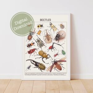 Beetle Poster - Downloadable Prints, Homeschool Montessori Materials, Printable Educational Prints