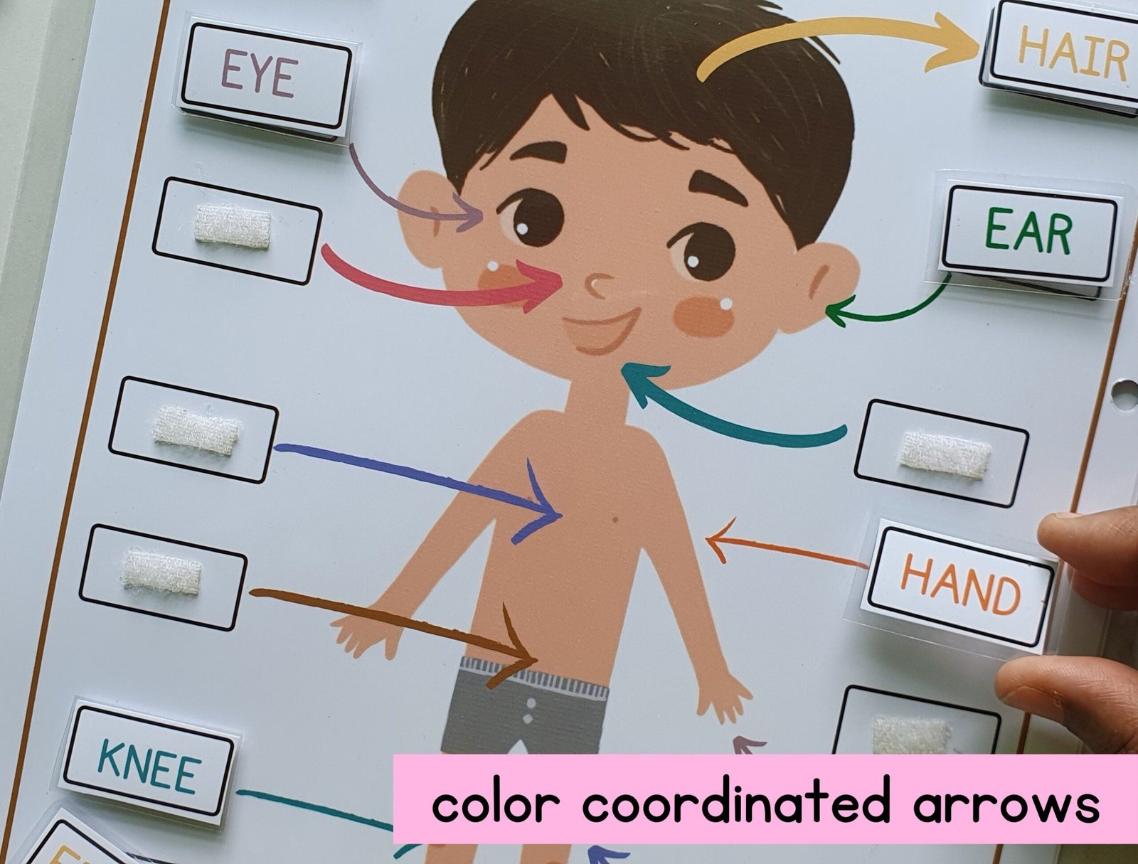 Busy binder activity|Body parts|homeschool curriculum|Preschool Worksheet|Busy Book Ideas|2 year old|file folder game - Image 2