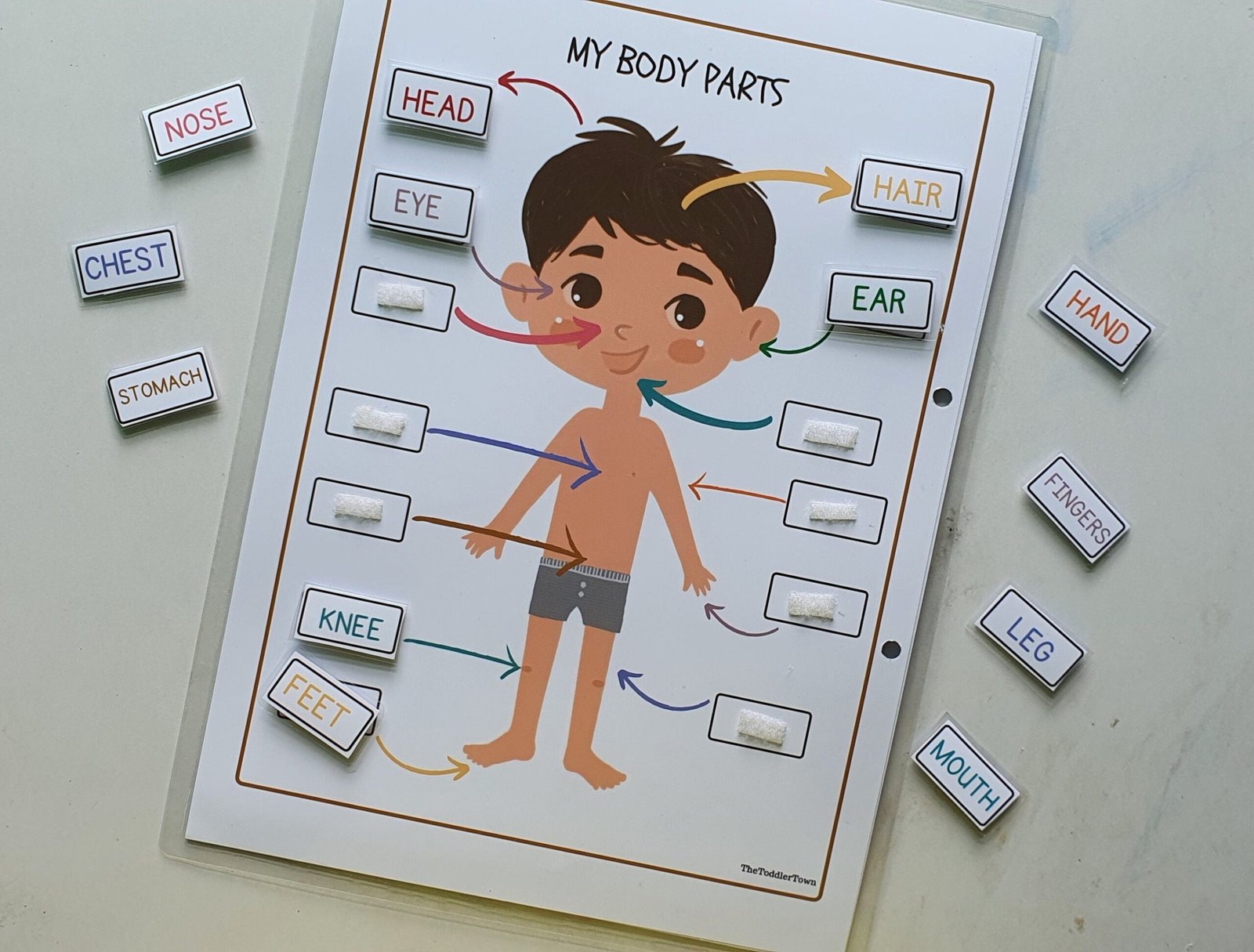 Busy binder activity|Body parts|homeschool curriculum|Preschool Worksheet|Busy Book Ideas|2 year old|file folder game - Image 4