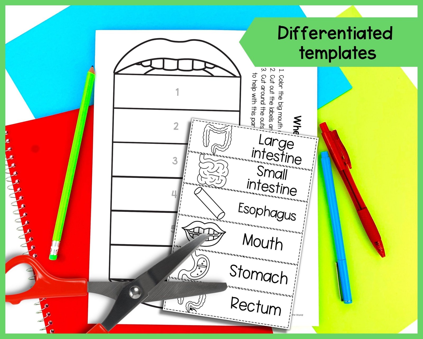 The digestive system foldable kids' activity | A4 and 11x8.5 inch | Digital Download | Science | Cut and paste - Image 2