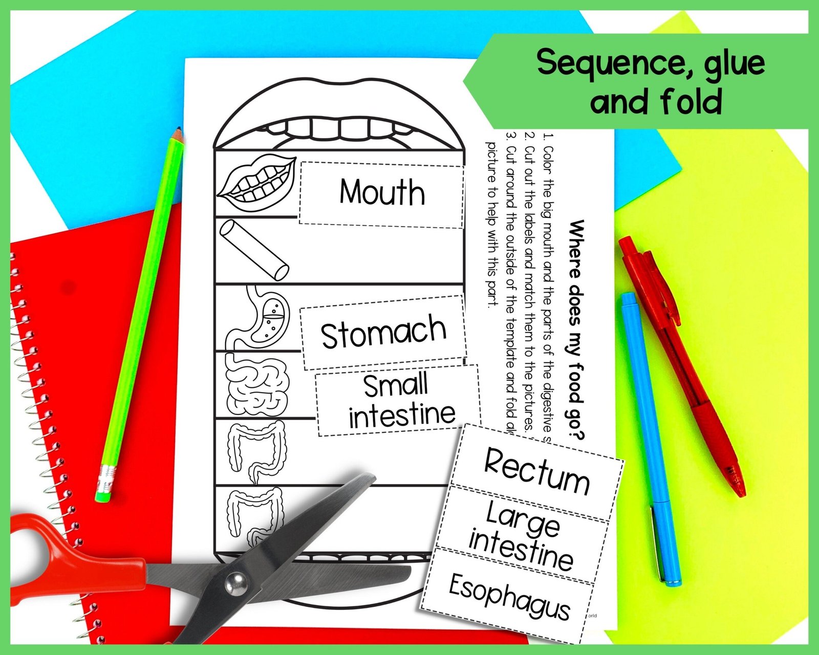 The digestive system foldable kids' activity | A4 and 11x8.5 inch | Digital Download | Science | Cut and paste - Image 3