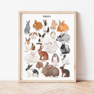 Rabbits Poster Educational Homeschool Decor Bunnies Breeds Watercolor Print Preschool Teacher Printable Resources Pet Playroom Wall Art