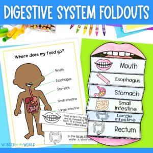 The digestive system foldable kids' activity | A4 and 11x8.5 inch | Digital Download | Science | Cut and paste
