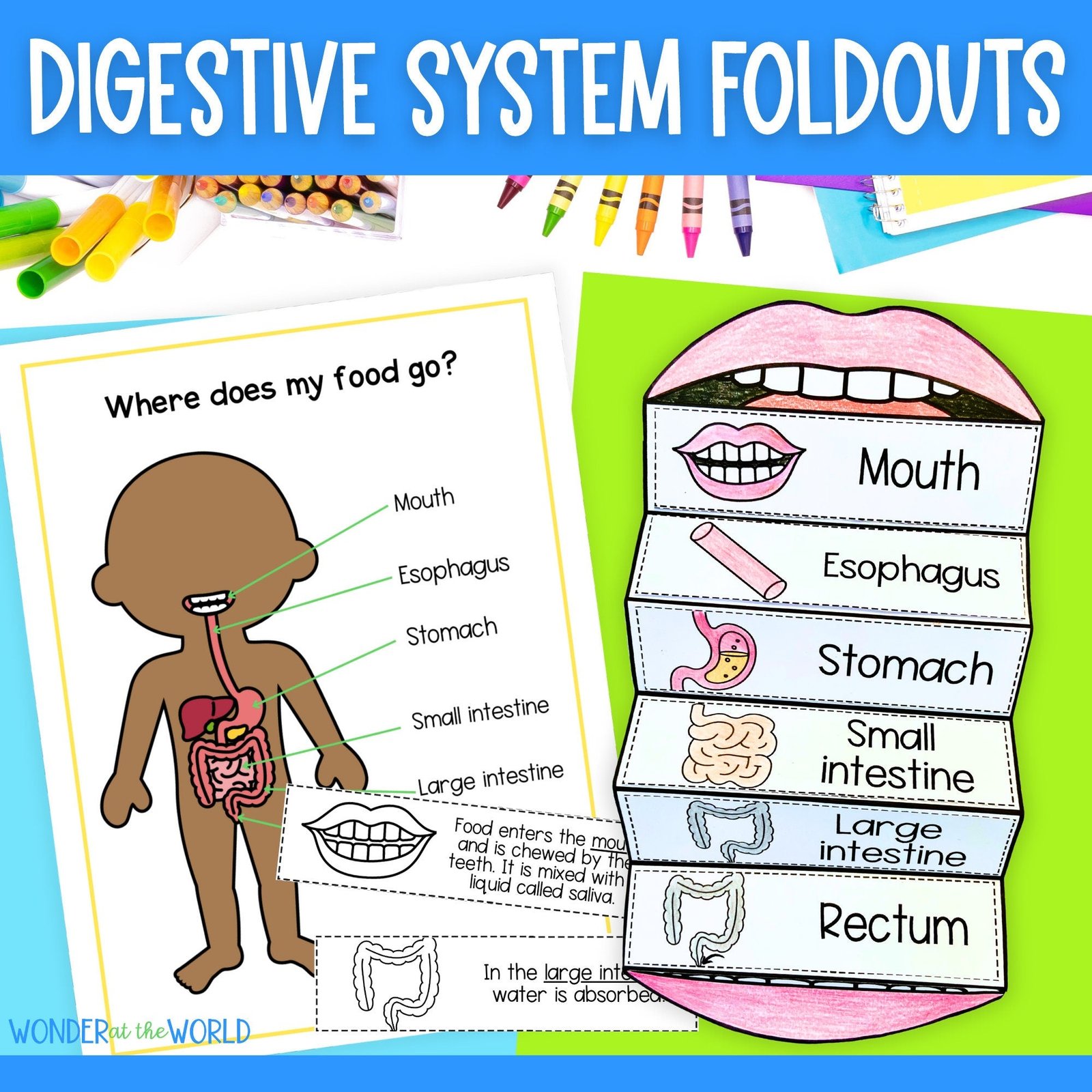 The digestive system foldable kids' activity | A4 and 11x8.5 inch | Digital Download | Science | Cut and paste
