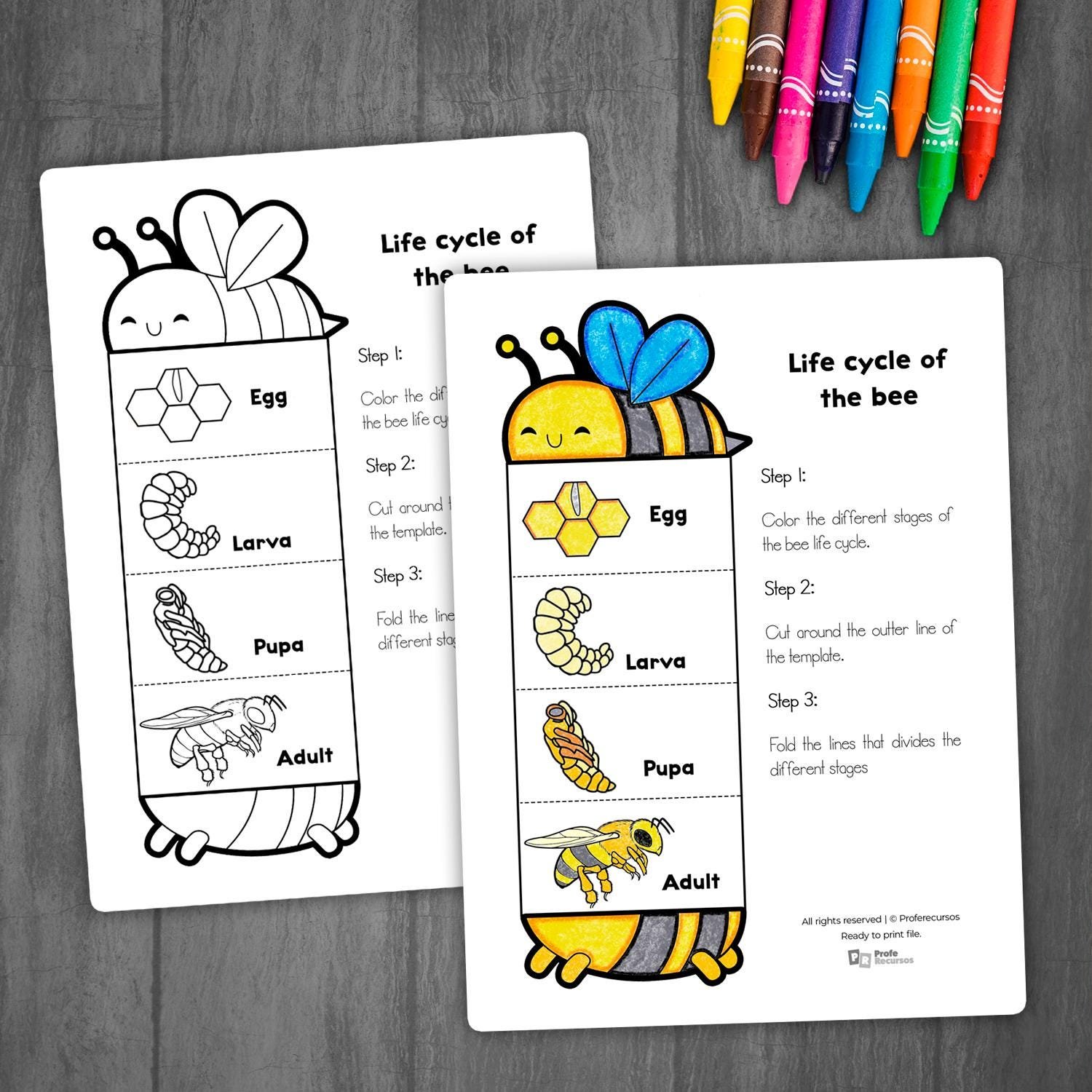 Bee Life Cycle Learning Activity for Kids | Foldable Craft Activity | Life Cycle of a Bee | Insects Life Cycles | Bee Paper Craft Template - Image 2
