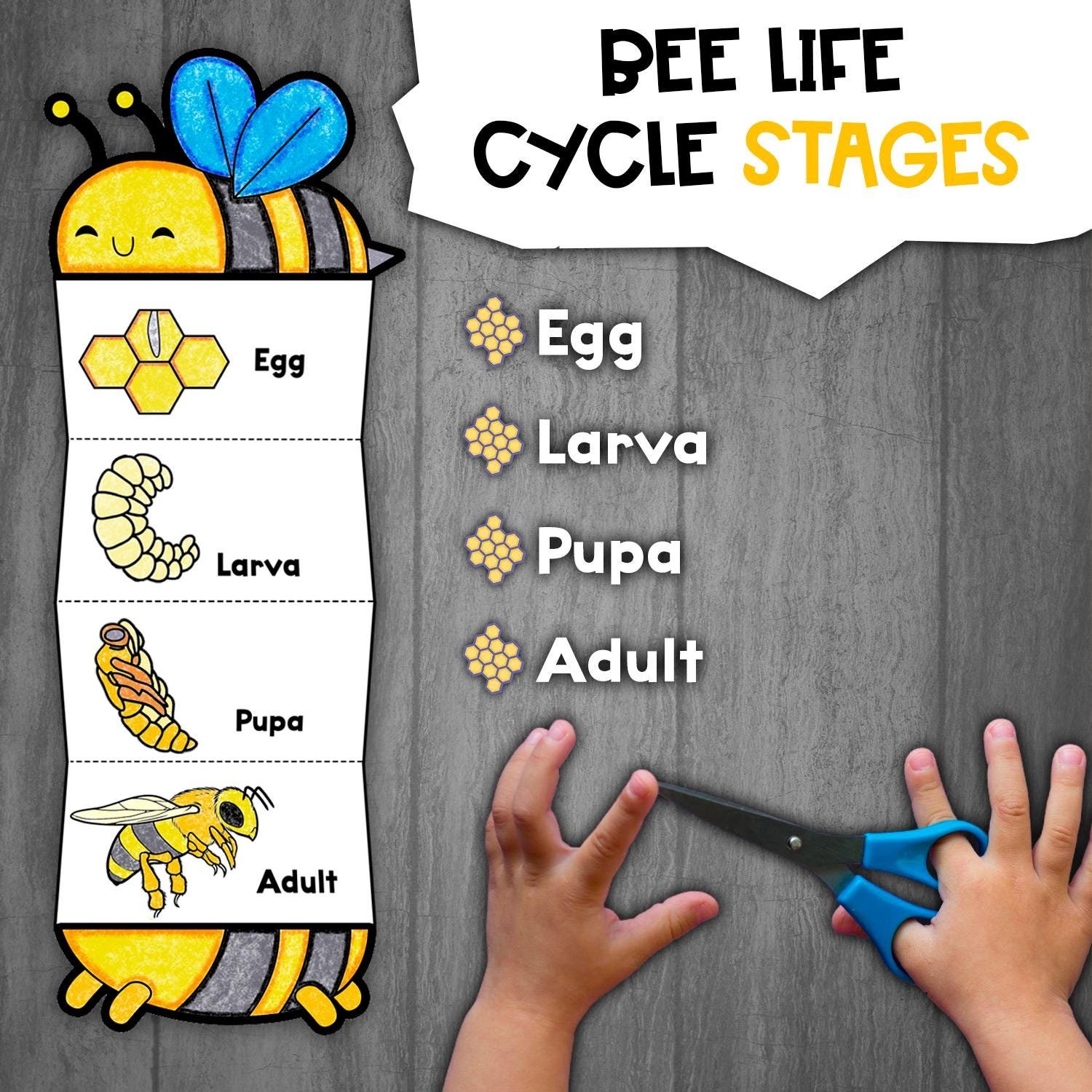 Bee Life Cycle Learning Activity for Kids | Foldable Craft Activity | Life Cycle of a Bee | Insects Life Cycles | Bee Paper Craft Template - Image 3