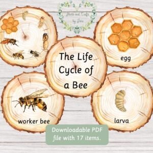 Bee Life Cycle Montessori Flashcards: Wood Slice Printables (Digital Download)
