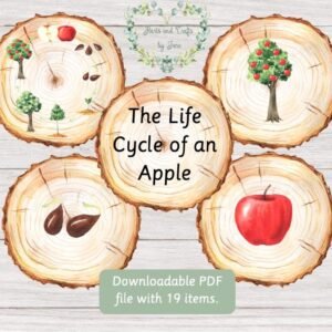 Apple Life Cycle Flash Cards: Nature Learning (PDF Download)