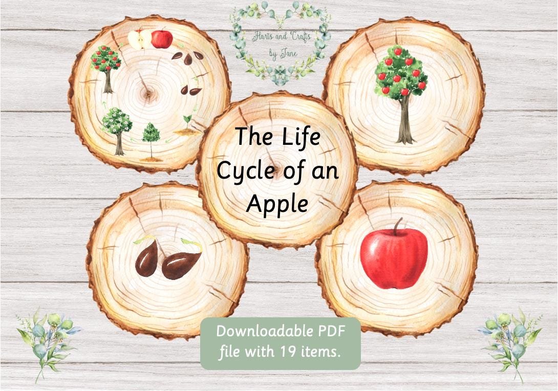 Apple Life Cycle Flash Cards: Nature Learning (PDF Download)
