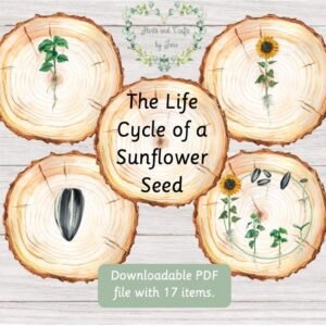 Sunflower Life Cycle Unit Study: Educational Printable (PDF Flashcards)