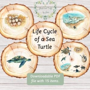Sea Turtle Life Cycle Unit Study (Digital Download)